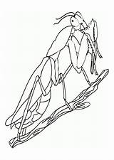 Mantis Religiosa Grillo Gottesanbeterin Praying Malvorlage Bidsprinkhaan Kleurplaat Schulbilder Insect Ausmalbild Schoolplaten Educima Scarica sketch template