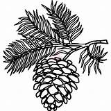 Pinecones Clipart 1000 Clipartbest sketch template
