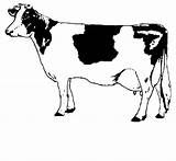 Cow Outline Clipart Clip Library sketch template