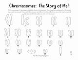 Karyotype Coloring Syndrome Down Male Sheets Female sketch template