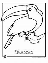 Rainforest Coloring Pages Animals Endangered Printable Animal Kids Birds Print Touca Forest Color Species Amazon Toucan Library Clipart Gif Activities sketch template