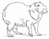 Capybara Coloring Drawing Draw Pages Supercoloring Colouring Step Printable Sheets Tutorials Outline Cute Capybaras Kids Animal Categories Sketch Choose Board sketch template