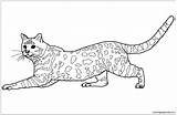 Wildcat Cats Coloringpagesonly sketch template