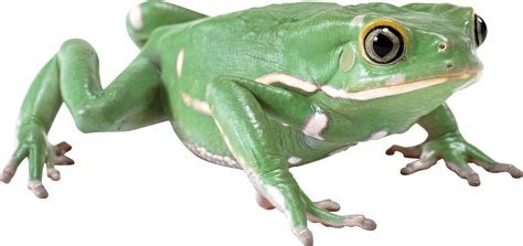 green frog png image purepng  transparent cc png image library