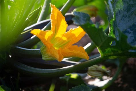 How To Grow Squash Tips And Tricks Food Revolution Network