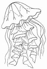 Jellyfish Colorat Meduse Meduze Animale Planse Medusa Getdrawings P01 Desene Fise Primiiani Mythologie Méduse Desen Meduza Vizite Voturi Coloringbay Plansa sketch template