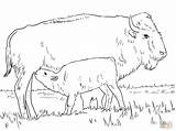 Bison Buffalo Ausmalbilder Colorare Bufalo Supercoloring Bizon Kalb Kolorowanki sketch template