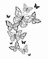 Farfalle Adults Artistiche Contorno Volo sketch template