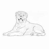 Rottweiler sketch template