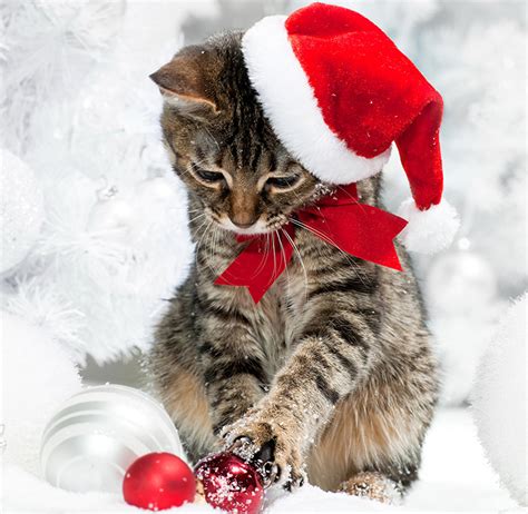 wallpaper kitty cat cat christmas winter hat balls bow knot animals