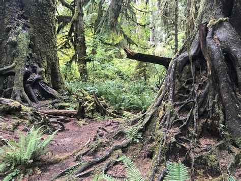 olympic national park  growth forest network