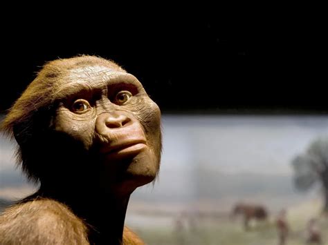 lucy  australopithecus turns    million years smart news smithsonian magazine
