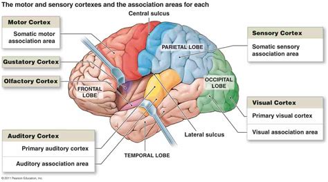 Functional Areas Of Cerebral Cortex
