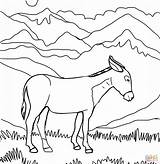 Colorear Mula Mulas Asinello Asini Disegno Donkey Buey Burro Supercoloring sketch template