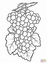 Grapes Coloring Pages Grape Purple Drawing Printable Preschool Template Color Leaf Print Fruits sketch template