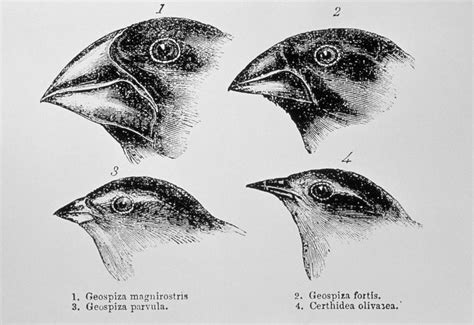 finches helped darwin develop  theory  evolution natural