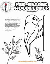 Woodpecker Headed Birdwatchingacademy sketch template