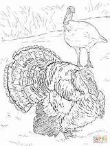 Coloring Turkey Pages Tom Hen Domesticated Printable Drawing Supercoloring Bird Thanksgiving Realistic Super sketch template