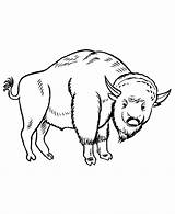 Bison Coloring4free sketch template