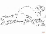 Coloring Ferret Pages Ermine Weasel Polecat Footed Printable Animals American Drawing Baby Print Designlooter 1228 67kb sketch template