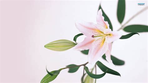 lily wallpaper  pictures