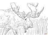 Moose Coloring Pages Alaska Printable Animals Christmas Elk Kids Deer Color Print Drawing Wild Cool Colouring Adults Adult Books Bull sketch template