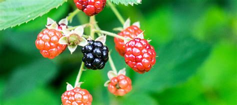 get the low down on wild blackberries good living