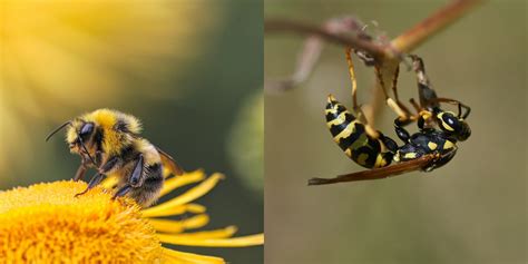 wat  het verschil tussen een bij en een wesp wase wespenverdelging