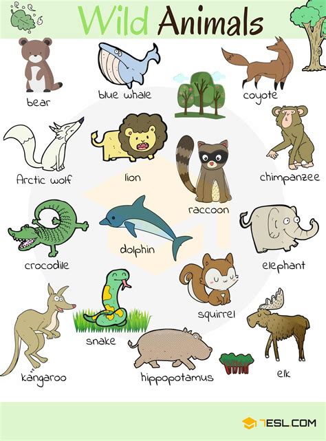 animais selvagens lista de animais silvestres nomes em ingles