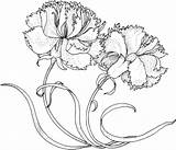 Carnation Carnations Dianthus Colorear Nelken Tattoo Supercoloring Caryophyllus Ausmalbild Claveles Garofani Disegno Nelke Designlooter Kategorien Zum sketch template