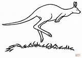 Coloring Marsupial Kangaroo Pages Color Drawings Printable sketch template