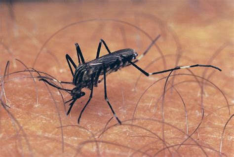 aedes scutellaris mosquito britannica