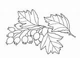 Hawthorn Coloring Biancospino Colorare Disegni Colorkid sketch template