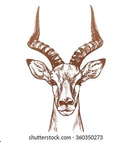 antelope head sketch hand drawn illustration stock vector royalty