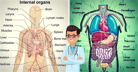 body parts diagram  human body organs front   pin  human