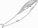Whale Azzurra Colorare Balenottera Disegni Bowhead Coloringpages101 sketch template