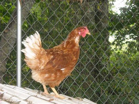 sex linked chickens for beginners what they are and how