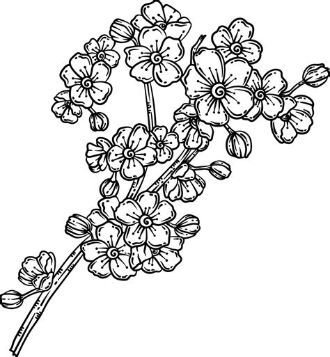 cherry blossoms spring coloring page  adults  vector art