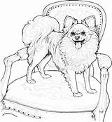 Coloring Dog Pages Pomeranian Chihuahua Puppy Dogs Printable Kids Papillon Adult Book Animal Adults Breed Colouring Drawing Sheets Dantdm Clipart sketch template