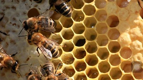bijen moestuin belevenissen gaat de bijen helpen