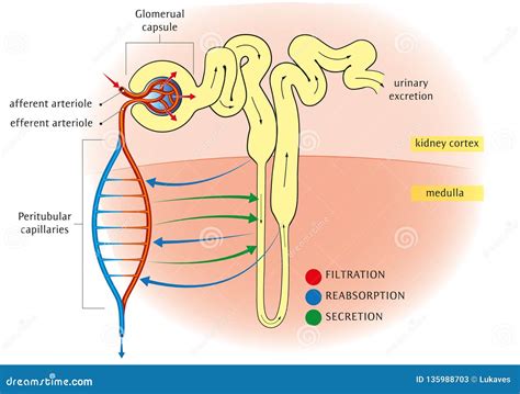 nephron stock vector illustration  anatomy filtration