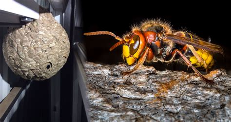 aziatische hoornaar bestreden  regent het dode wespen  vlaardingen foto adnl