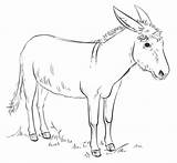 Coloring Donkey Pages Printable Categories sketch template