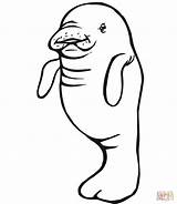 Manatee Coloring Baby Pages Printable Drawing Online Information Mother Color Clipartmag Supercoloring Popular sketch template