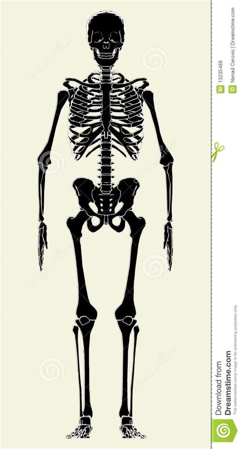 human skeleton vector 01 stock vector illustration of