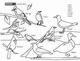 Birds Workbook sketch template