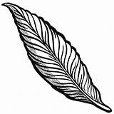 Feather Drawing Line Clipart Getdrawings sketch template