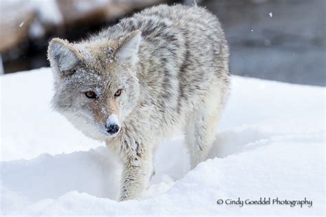 coyote leaping  snow mousing goeddel photography cindy goeddel