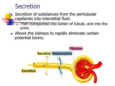 role  kidneys  supporting  homeostasis powerpoint