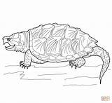 Turtle Coloring Pages Snapping Alligator Printable Drawing Clipart Terrapin Color Print Supercoloring Turtles Sheets Realistic Getcolorings Choose Board Categories sketch template